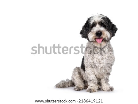 Cute little mixed breed Boomer dog, sitting up facing front. Looking towards camera with friendly brown eyes. Isolated on white background. Mouth slightly open, showing tongue, Royalty-Free Stock Photo #2186419121