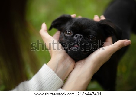 Pleased face of black cute pet pug-dog of breed 'Petit Brabancon Brussels Griffon' in woman's hands, green park is on background. Friendly social companion. Summer time. Horizontal plane. Royalty-Free Stock Photo #2186447491