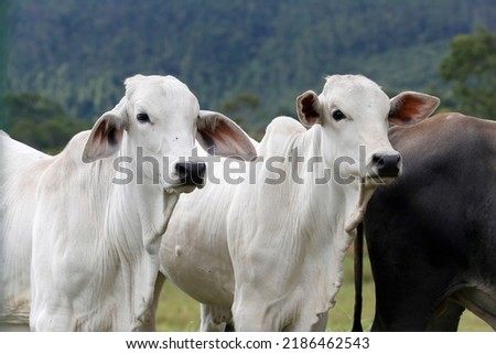Cattle for meat production in pasture. Sao Paulo State, Brazil Royalty-Free Stock Photo #2186462543