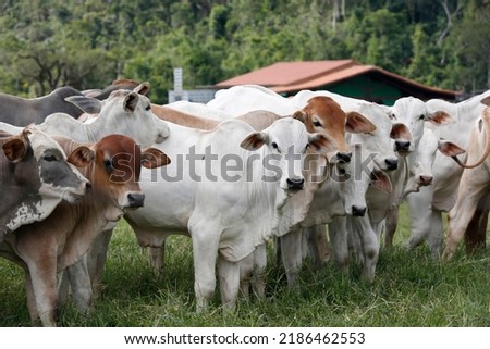 Cattle for meat production in pasture. Sao Paulo State, Brazil Royalty-Free Stock Photo #2186462553