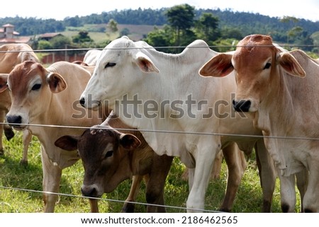 Cattle for meat production in pasture. Sao Paulo State, Brazil Royalty-Free Stock Photo #2186462565
