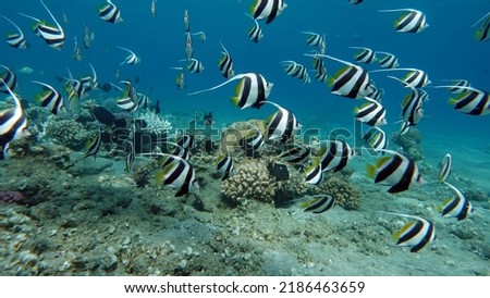 Butterfly fish. Schooling kabouba - Scholing bannerfish - Heniochus diphreutes (family Chaetodontidae) - grows up to 18 cm. Representatives of this genus of the bristle-toothed family have an elongate Royalty-Free Stock Photo #2186463659