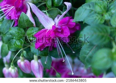 A beautiful macro of the giant, magenta Seventh Heaven fuchsia after a rainstorm with bright green leave in the background