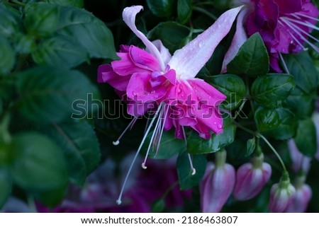 A beautiful macro of the giant, magenta Seventh Heaven fuchsia after a rainstorm with spruce green leave in the background