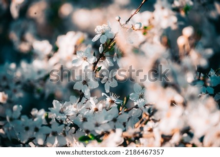White, tender, spring blooming cherry flowers against the sky. Small depth of field.