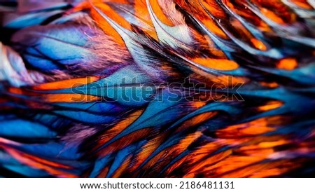 Rooster feathers. Indian rooster bright color feathers. Royalty-Free Stock Photo #2186481131