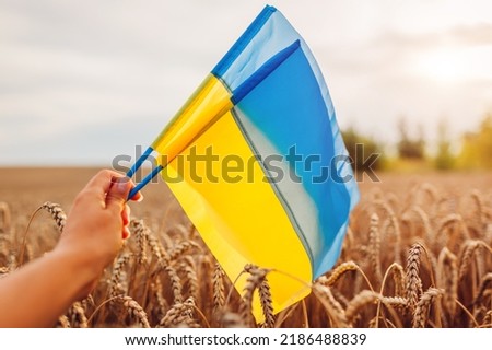 Independence Day of Ukraine. Close up of ukrainian blue and yellow flags in field with wheat. Close up of symbol