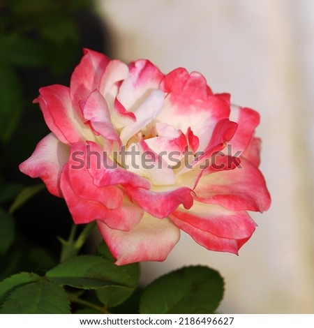 Close up image of pink white gradient color rose flower 