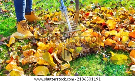 Raking fallen leaves. The gardener cleans the lawn from leaves with a metal fan rake. Working with a fan rake in an orchard. Lawn and orchard care in autumn on a sunny day. Royalty-Free Stock Photo #2186501191