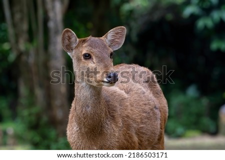 Close up photos of female sambar deer