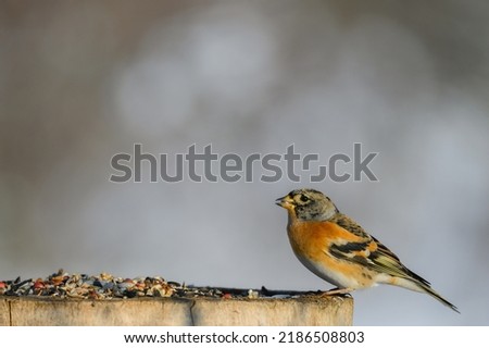 Brambling, Fringilla montifringilla. A bird sits on a feeder in the winter in the forest. Royalty-Free Stock Photo #2186508803