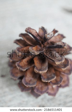 pine cone isolated on grey background