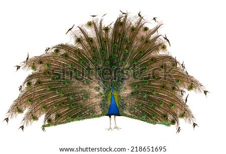 Male Indian Peafowl over white Royalty-Free Stock Photo #218651695