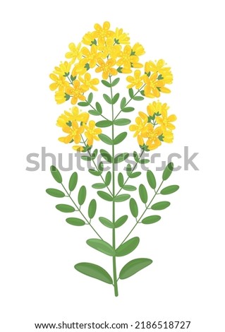St. John's wort branch with flowers and leaves. Tutsan wildflower remedial plant. Hipericum peforatum medicinal herb. Isolated object, simbol, sign, gesign element Royalty-Free Stock Photo #2186518727