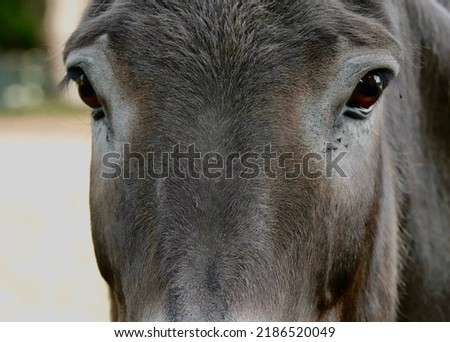                         Close up of a Donkey’s Face with the Focus on the Eyes       