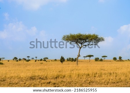 landscape scenery of savanna grassland ecology at Masai Mara National Reserve Kenya.