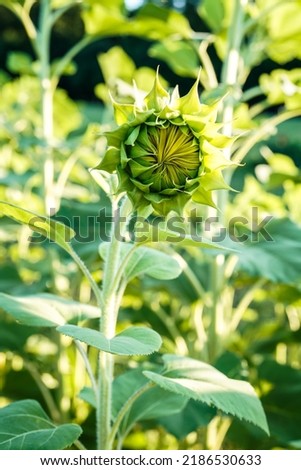 Sunflower beginning to bloom in an outdoor space.