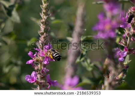 Urban digger bee is a species of honey bee. bee on purple loosestrife flower. Anthophora urbana.
