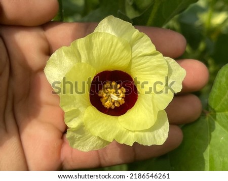 White Cotton Flower.Cotton Flower.The close up of Gossypium herbaceum Or Gossypium hirsutum commonly known as Levant cotton,white cotton flower is a species of cotton.