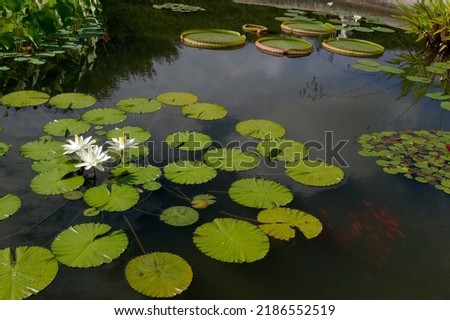 Lilly pads in a pond with flowers. fish under the water.  Royalty-Free Stock Photo #2186552519