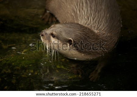 Close-up of Asian short-clawed otter entering water