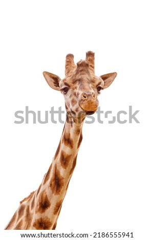 Close up shot of giraffe head isolated on white