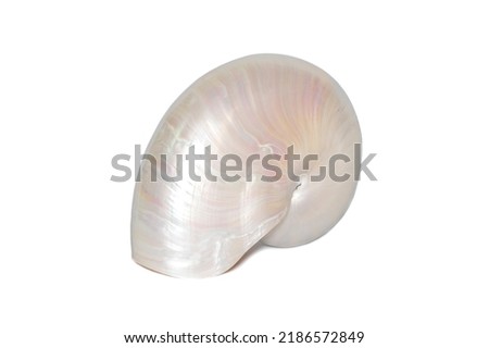 Image of pearl shell of a nautilus pompilius on a white background. Sea shells. Undersea Animals. Royalty-Free Stock Photo #2186572849