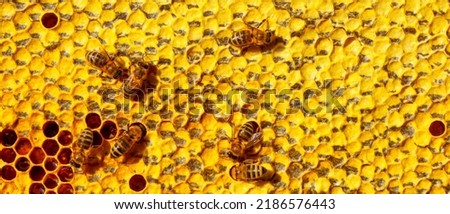 Fresh honey in the hive. Bees work. Construction of honeycombs. Abstract natural background.