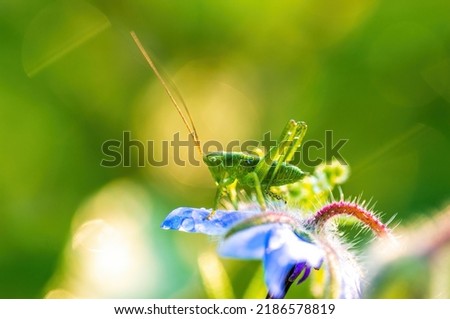 a green grasshopper sits on a flower in a meadow