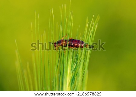 a earwig sits on a stalk in a meadow