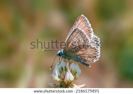 a common blue butterfly sits on a flower in a meadow