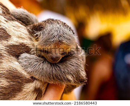 A baby sloth animal typical of the Amazon rainforest, newborn clinging to its mother's back with eyes open and background blurred.