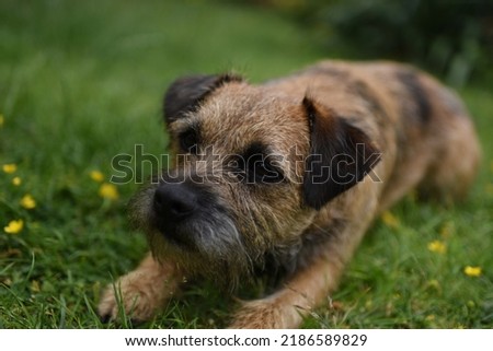 A beautiful Border Terrier dog playing in a beautiful garden in Nottingham England UK