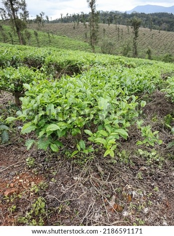 Mysuru, Karnataka, India-August 3 2022;  A Close up picture of a Coffee plant of Arabica variety in the Coorg Hills in Karnataka, India.