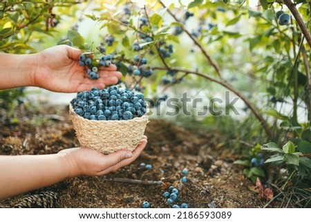Close-up basket with blueberries in hands, picking berries in the garden Royalty-Free Stock Photo #2186593089