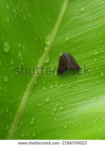 A small brown cicada shaped like a butterfly on a wet green leaf filled with water droplet