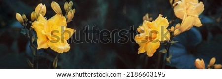 yellow flowers of a large double daylily close-up in the garden. Natural natural background of flowers. Banner Royalty-Free Stock Photo #2186603195