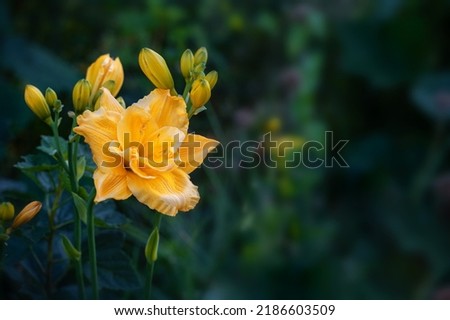 yellow flowers of a large double daylily close-up in the garden. Natural natural background of flowers. Copy space. Royalty-Free Stock Photo #2186603509