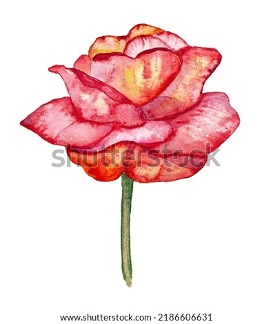 Watercolor flowers of ros es. Botanical illustration isolated on white background. Red, yellow,pink garden rose.	