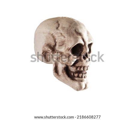 Side view of human skull isolated on white background. Anatomy or Halloween holiday concept. High quality photo