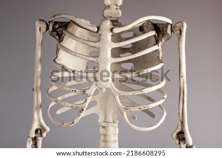 Human skeleton chest bones. Rib cage, spine. Skeletal system anatomy, body structure, medical education concept. High quality photo Royalty-Free Stock Photo #2186608295