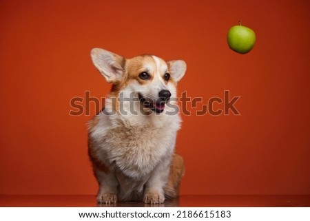 A happy Welsh Corgi Pembroke dog and a dangling green apple isolated on an orange background. Apples in a puppy's diet. Healthy Lifestyle. The concept of the hanging fruit. Vegetarianism.