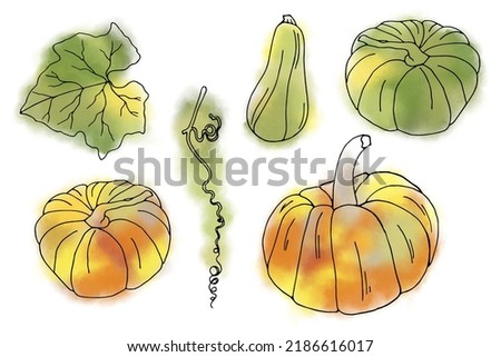 Bright ripe pumpkins. Harvest, autumn clip art set on white