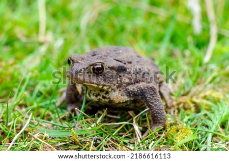The common toad, European toad, or in Anglophone parts of Europe, simply the toad (Bufo bufo, from Latin bufo "toad"), is a frog found throughout most of Europe Royalty-Free Stock Photo #2186616113