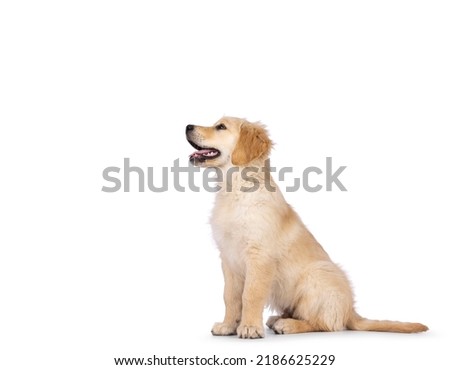 Adorable 3 months old Golden retriever pup, sitting up side ways. Looking up and away from camera with dark brown eyes. Isolated on a white background. Mouth open, tongue out. Royalty-Free Stock Photo #2186625229