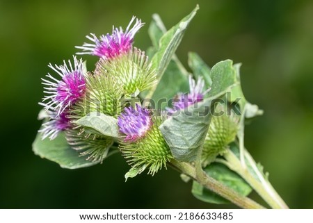 Close up of a Lesser Burdock flower. Also known as Common Burdock, Cuckoo-button, Little Burdock, Louse-bur, and Wild Rhubarb, it is an invasive species. Taylor Creek Park, Toronto, Ontario, Canada.