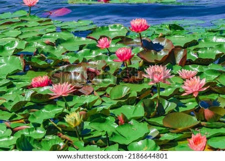 Lilies of pink color in the pond