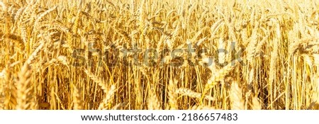 Gold background wheat ears and free space for text. Background of ripening ears of a wheat field. Banner, advertisement.