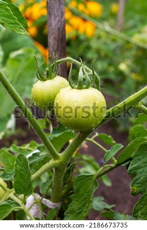 Wet unripe green tomatoes on a branch in a vegetable garden after rain