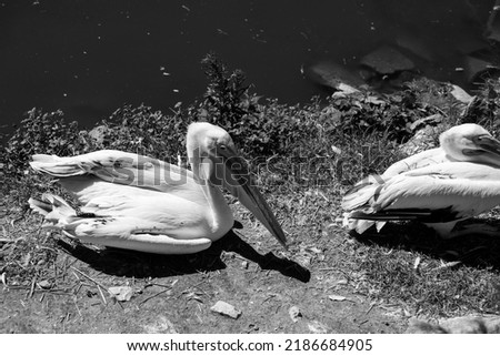 Pelican in a zoo black and white